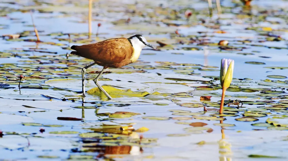 I Okavango har det blitt dokumentert hele 444 forskjellige fuglearter 