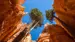 Noe av det du får se på turstien Najavo Loop - Reiser til Bryce Canyon nasjonalpark 