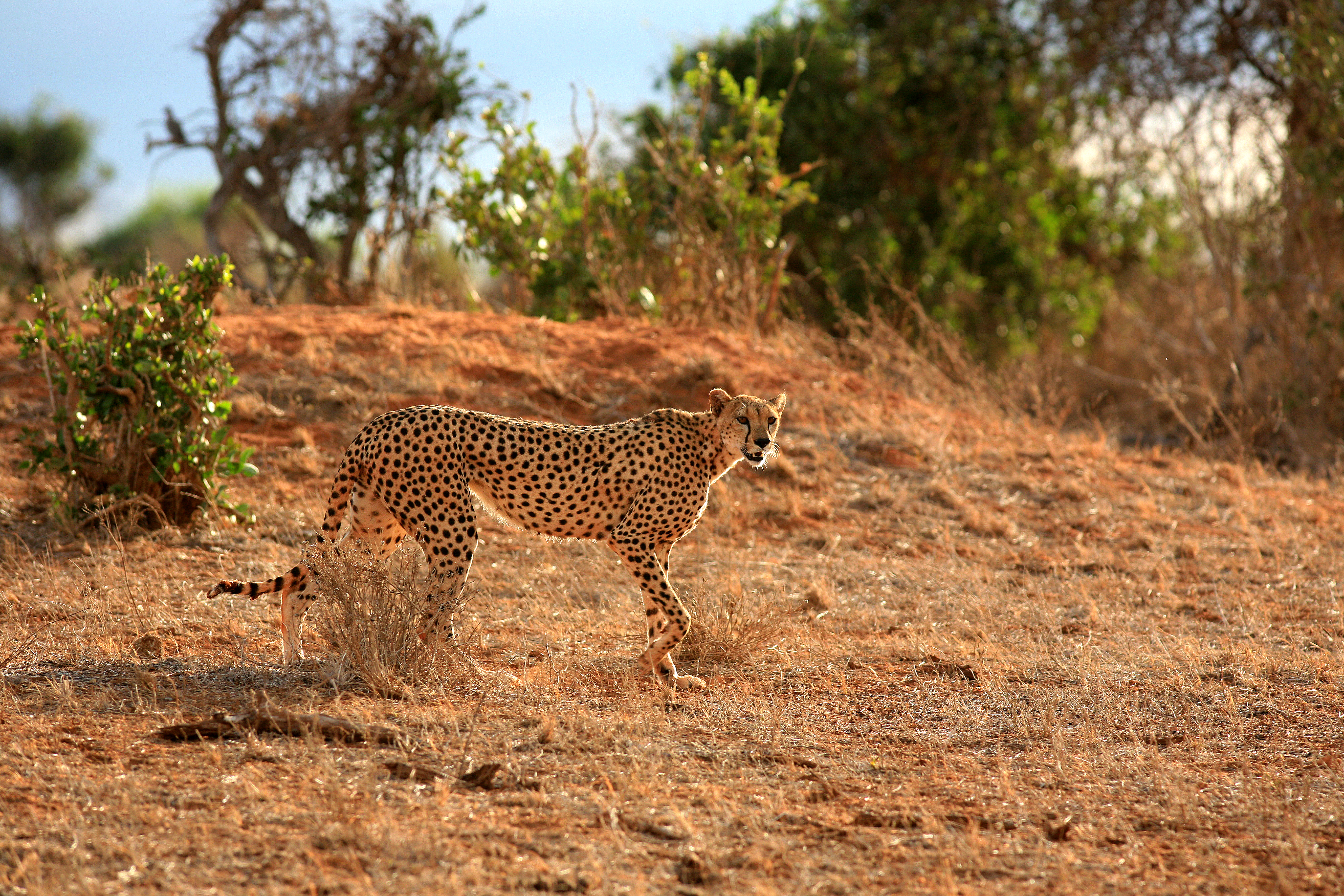 Amboseli National Park