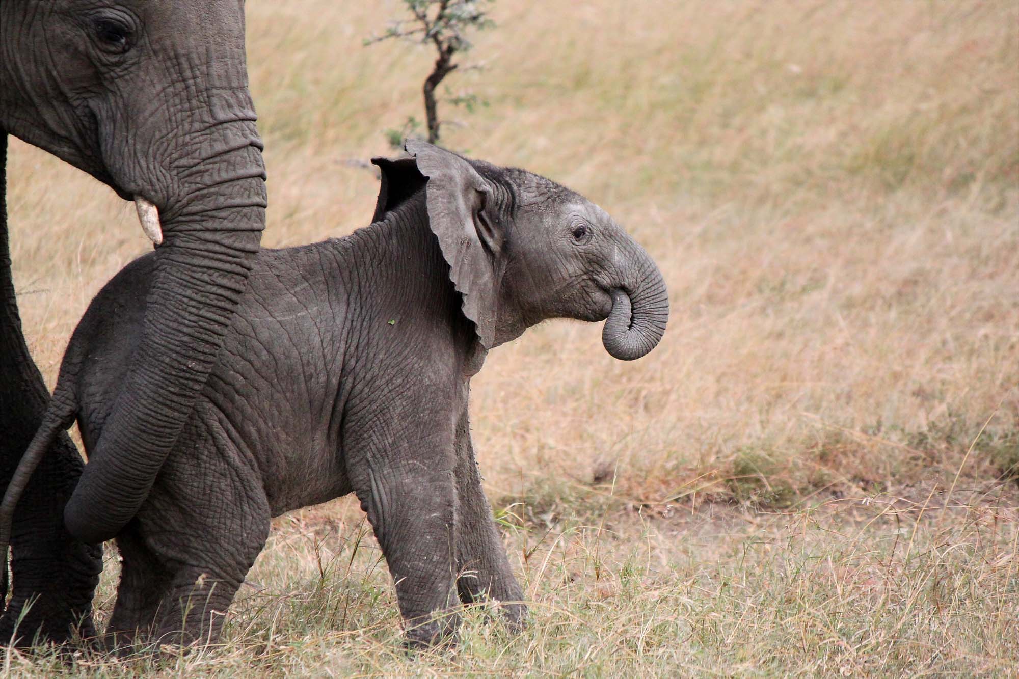 Se elefanter i David Sheldrick Wildlife Trust på din reise til Nairobi