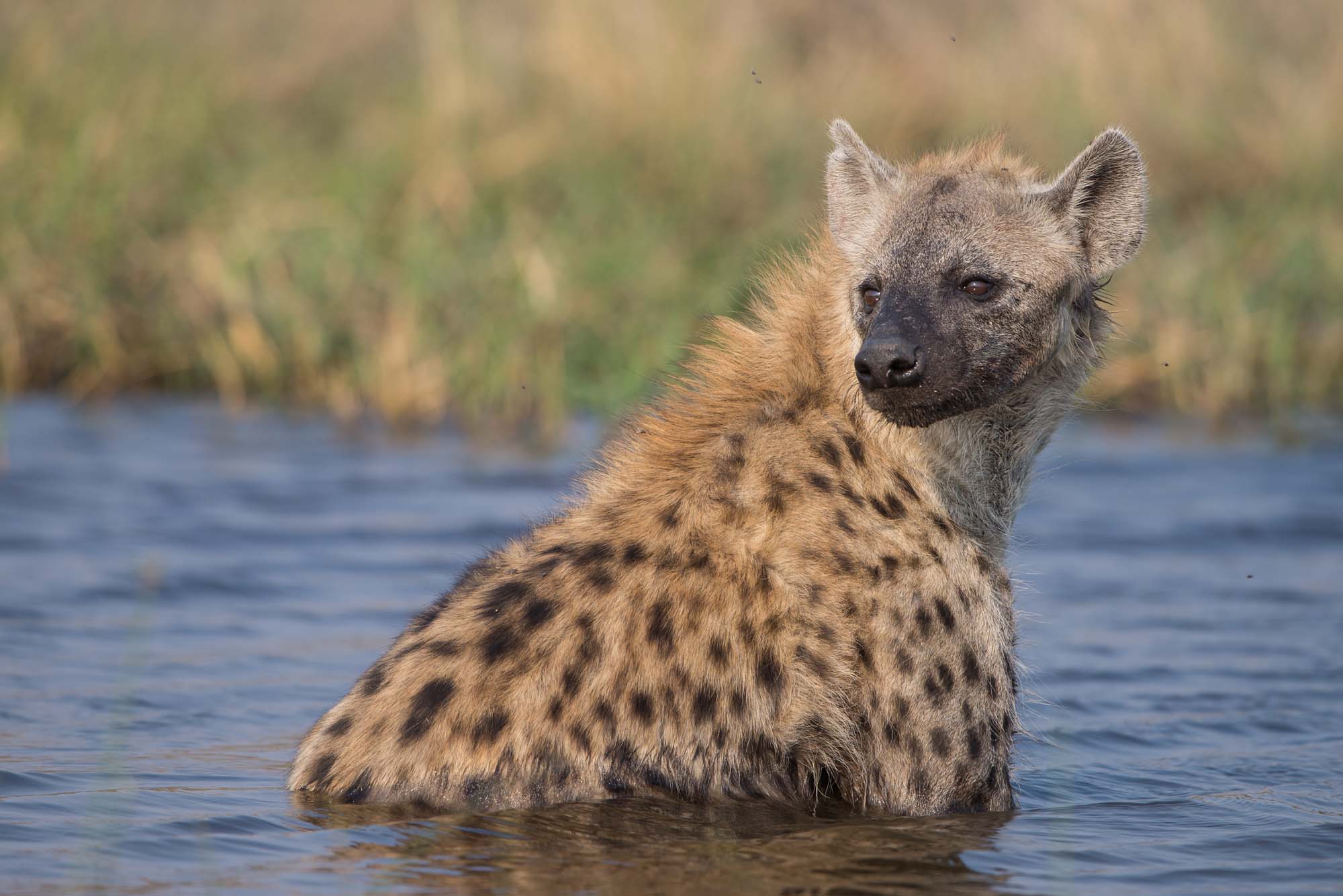 Botswana har et rikt dyreliv, hvor du blant annet kan se den sjeldne brune hyenen