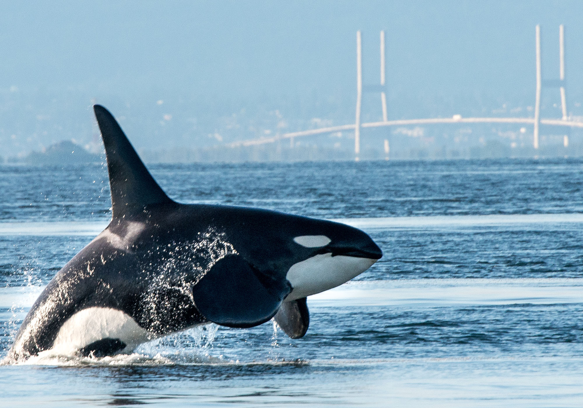 Spekkhugger ved Vancouver Island, Canada 