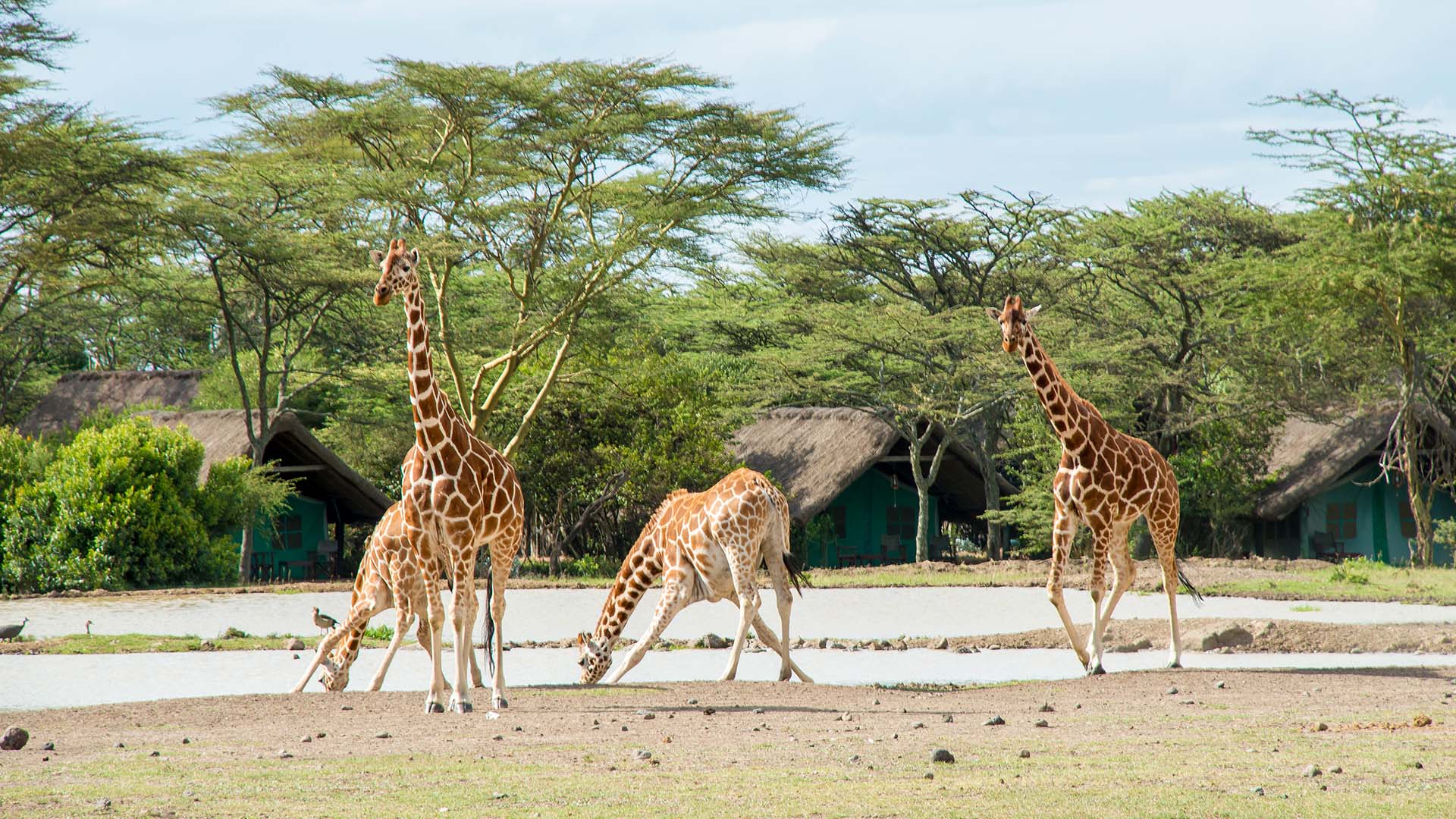 Nyt det magiske dyrelivet i nærheten av campen