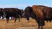 I parken lever blant annet bisoner - Reiser til Badlands National Park og Black Hills