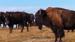 I parken lever blant annet bisoner - Reiser til Badlands National Park og Black Hills