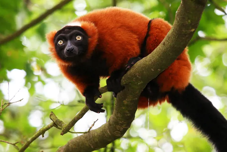 Se de sjeldne lemurene på Madagaskar
