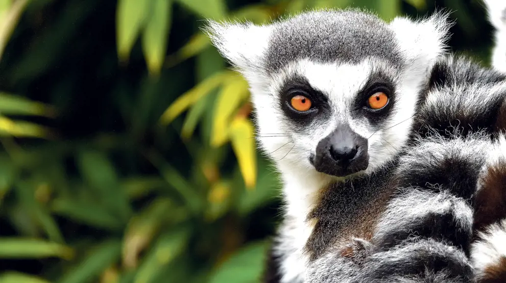 Få rike muligheter for å se Madagaskars mange lemur-arter