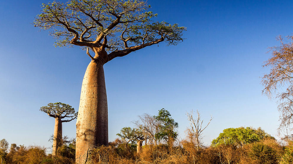 Baobab-trær på Madagaskar 