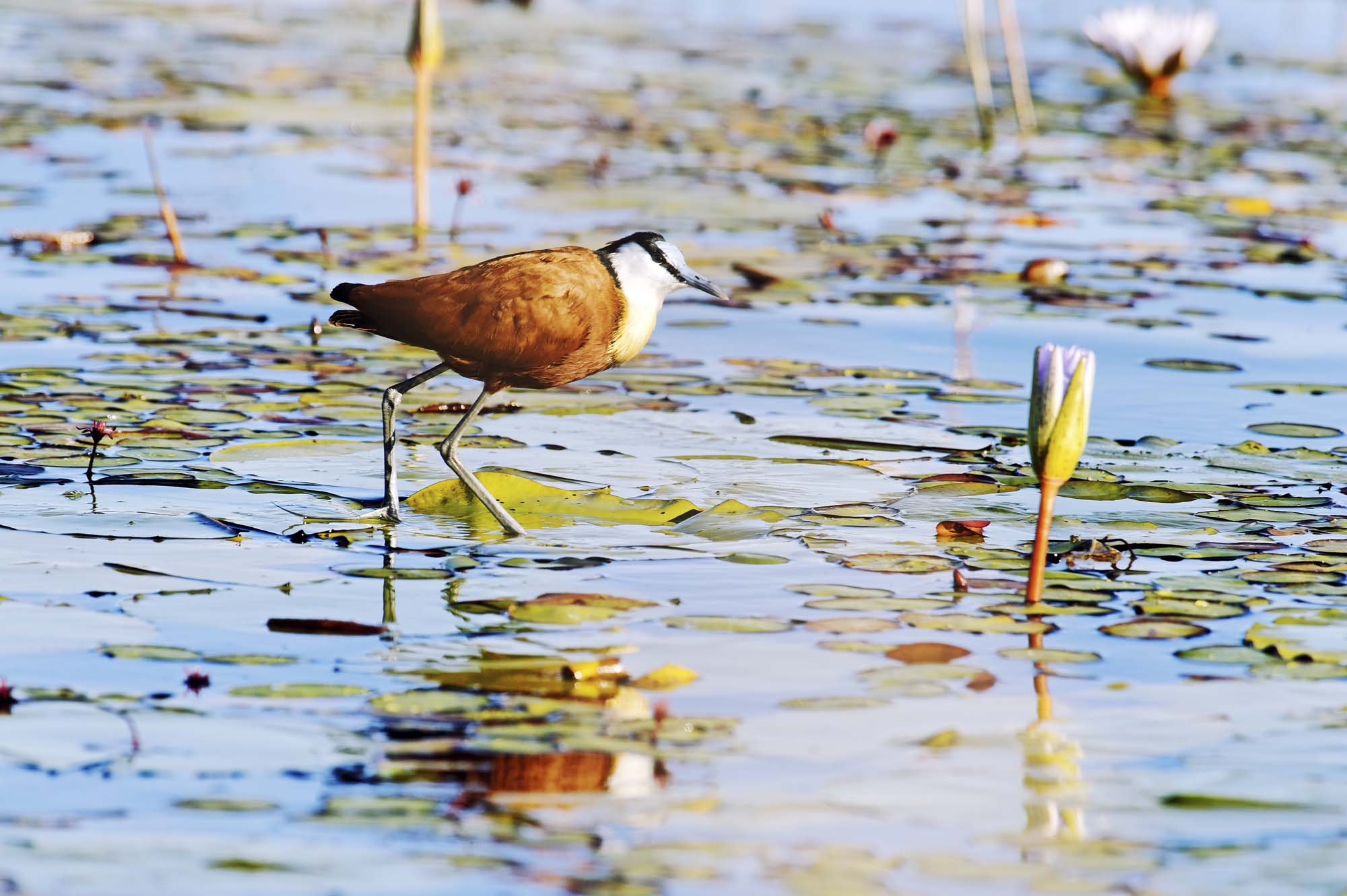 I Okavango har det blitt dokumentert hele 444 forskjellige fuglearter 