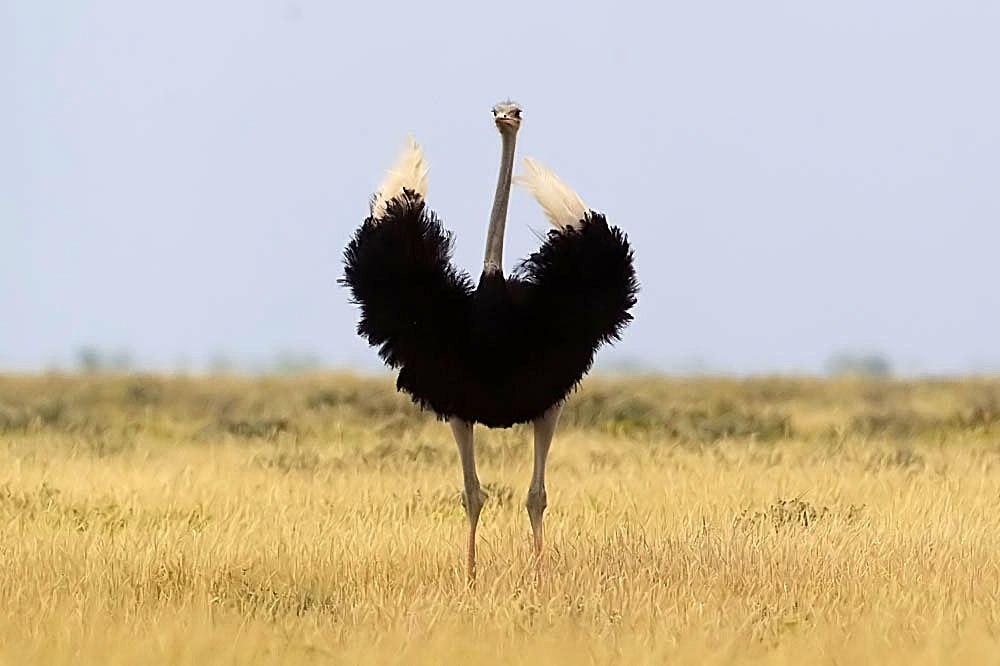Opplev verdens første fugl - Safari i Etosha nasjonalpark