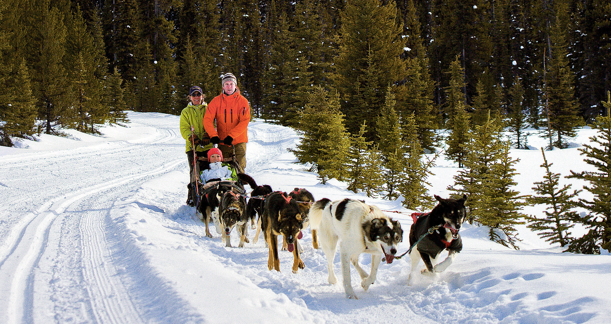 En populær aktivitet er hundeslede | Foto: Banff & Lake Louise Tourism / Paul Zizka