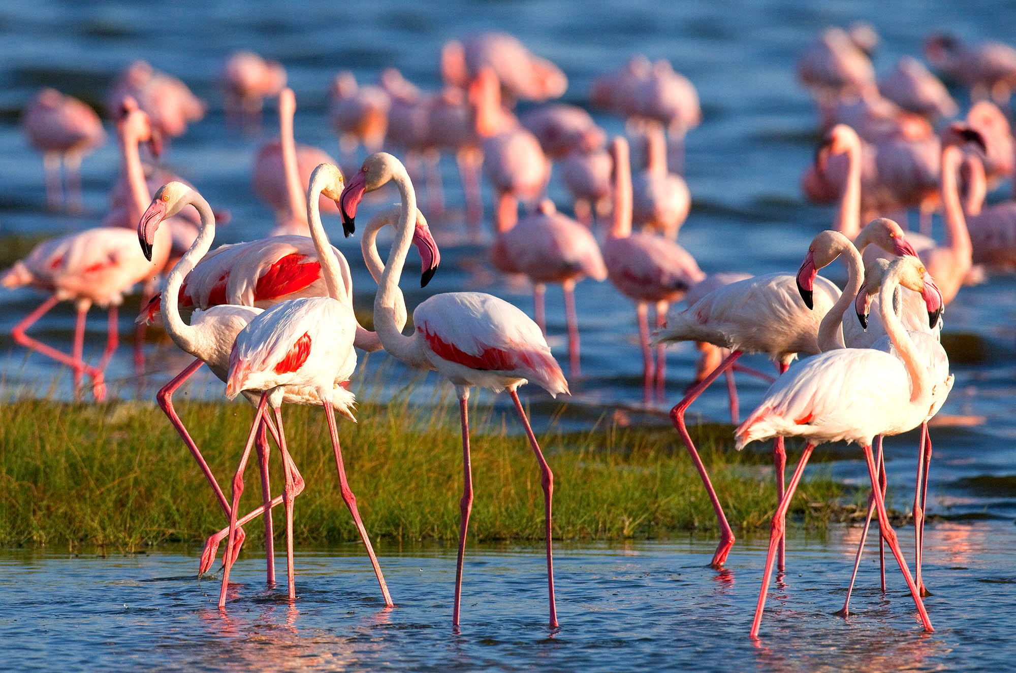 Lake Nakuru ligger i UNESCO-beskyttede Great Rift Valley
