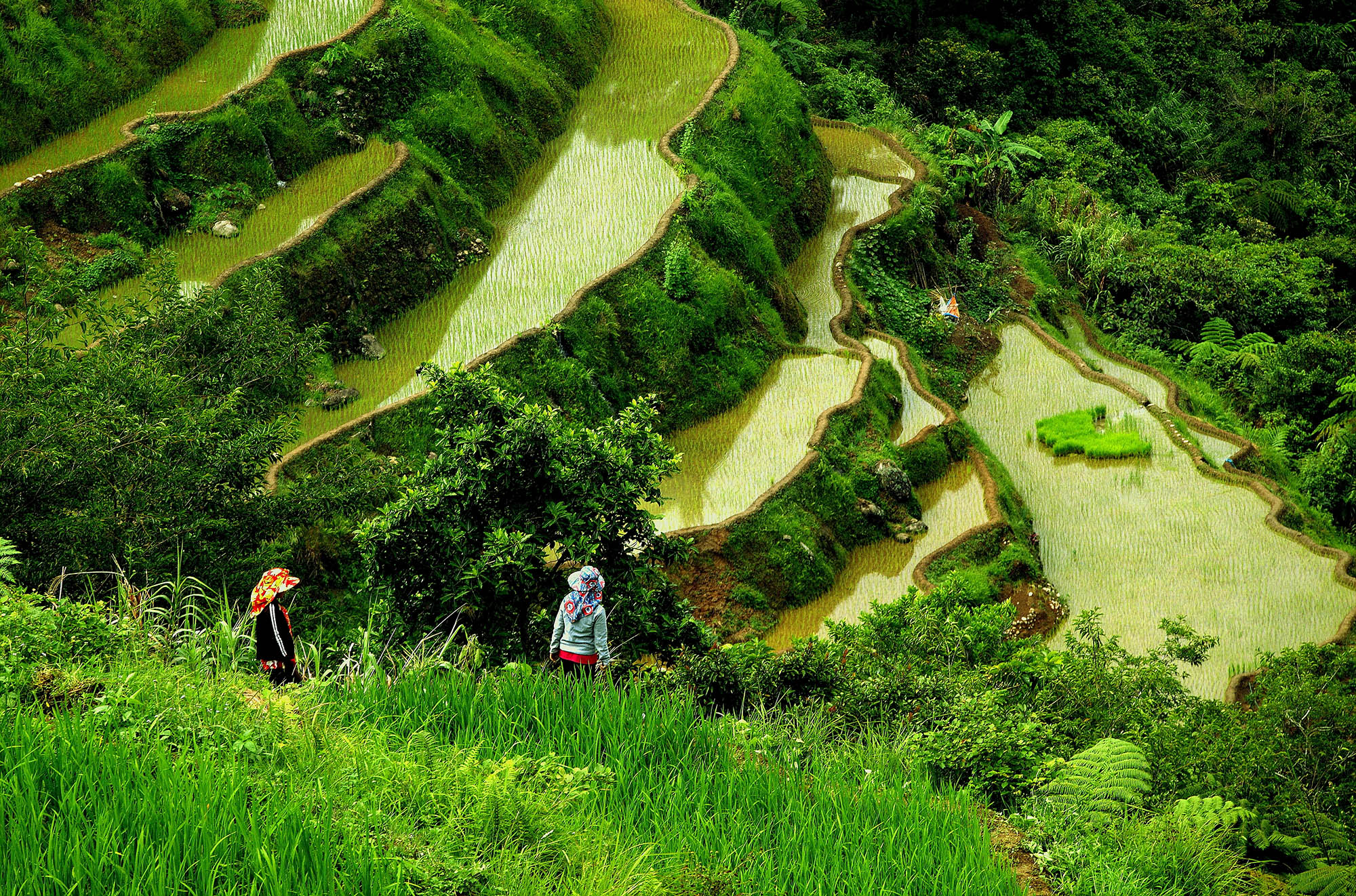 Se de grønne risterassene i Banaue på din reise til Filippinene