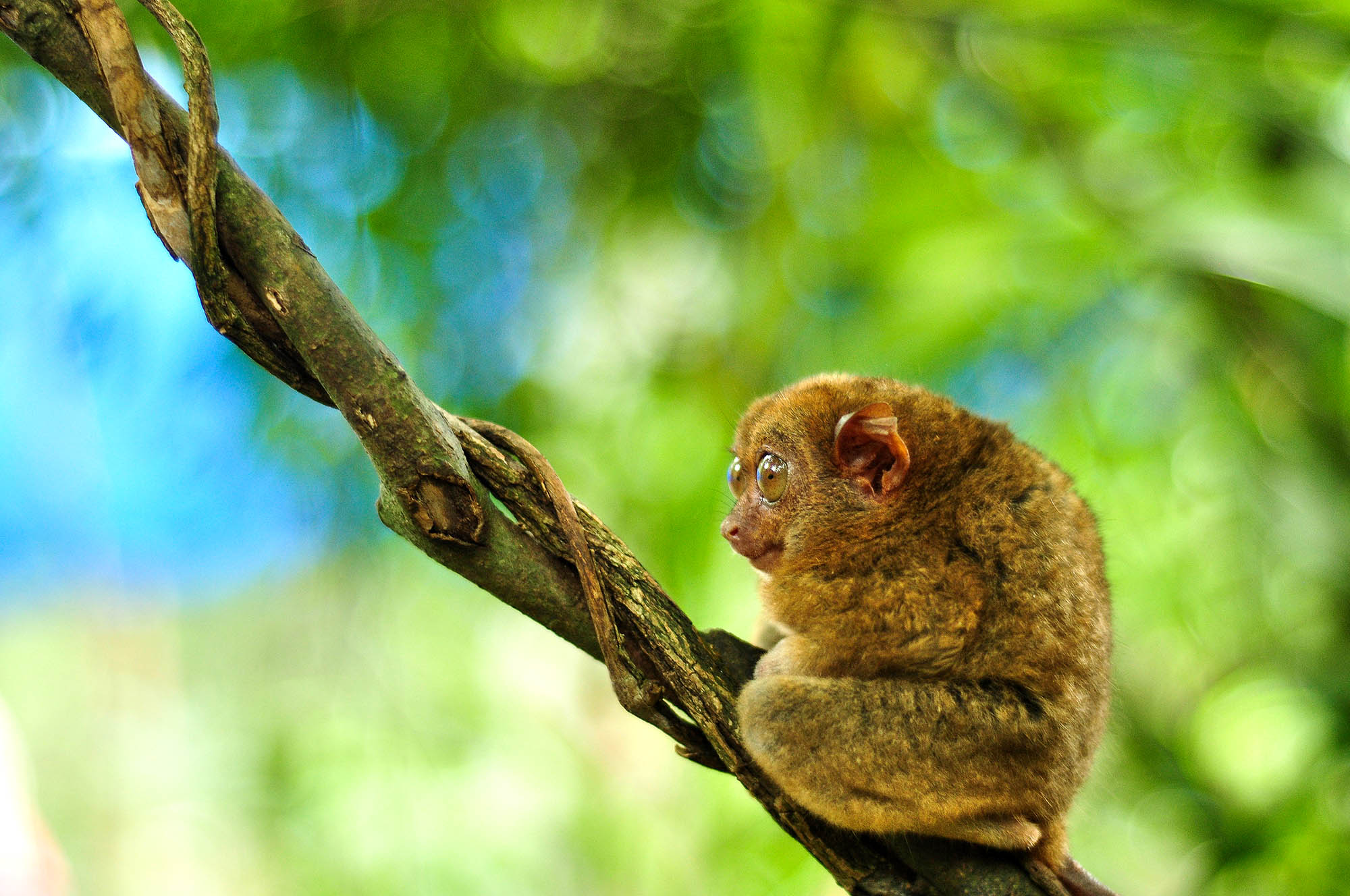 Besøk spøkelsesapen på Bohol
