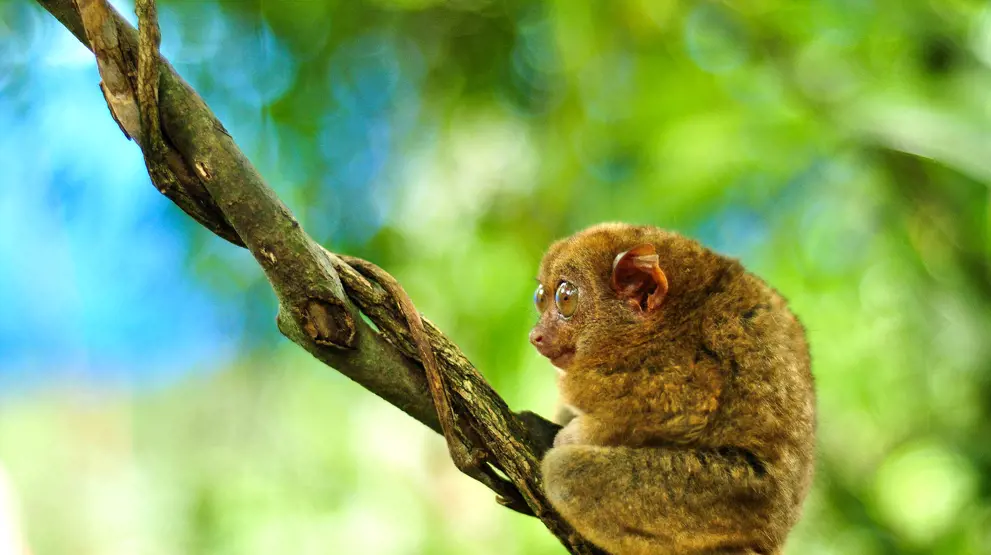 Besøk spøkelsesapen på Bohol