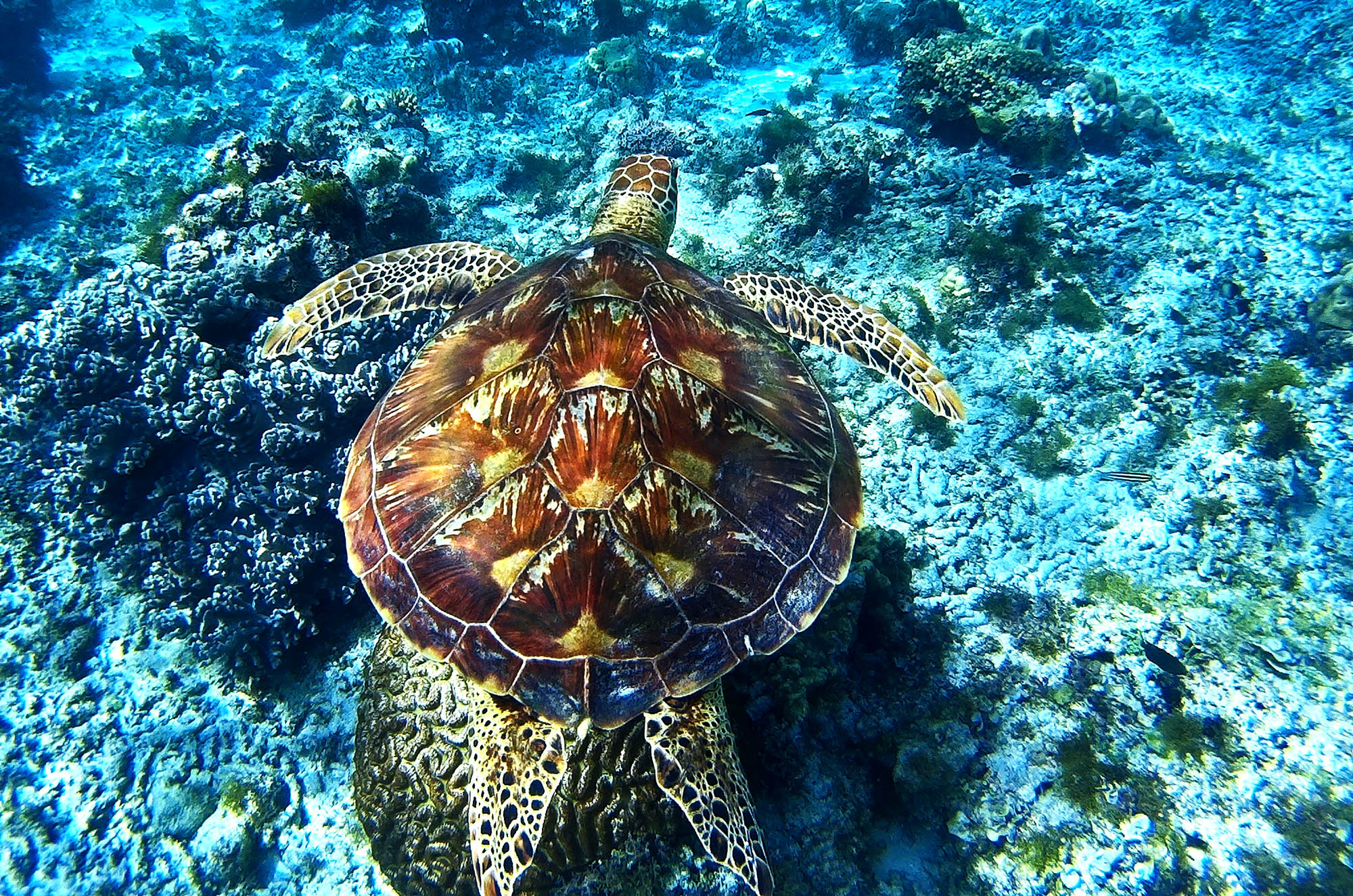 Svøm med havskilpadder på reiser til Filippinene