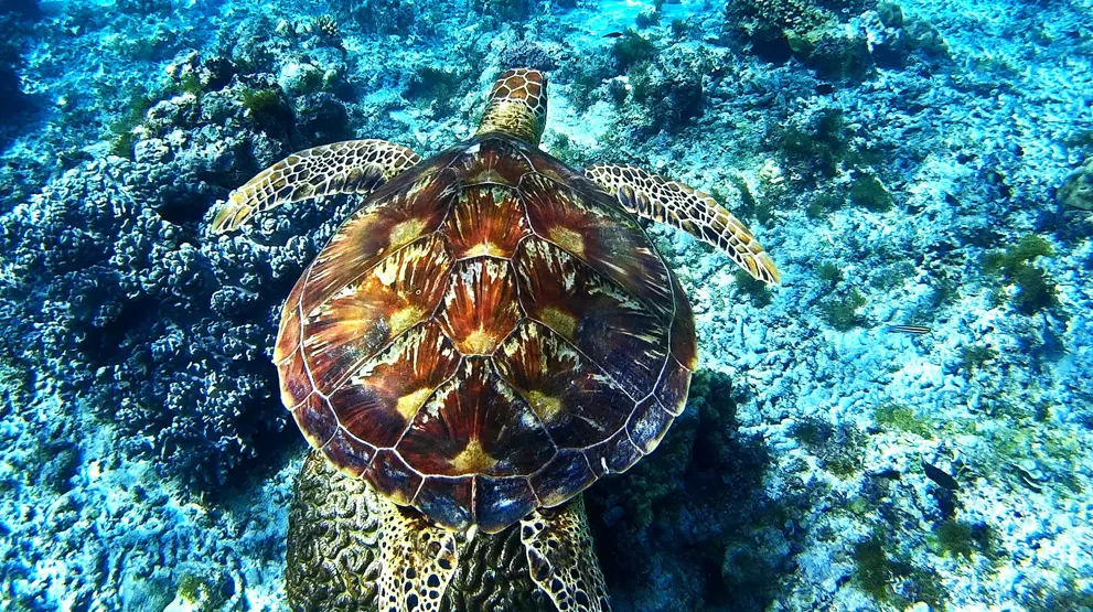 Vær heldig å oppleve havskilpaddene i deres naturlige habitat utenfor Bohol