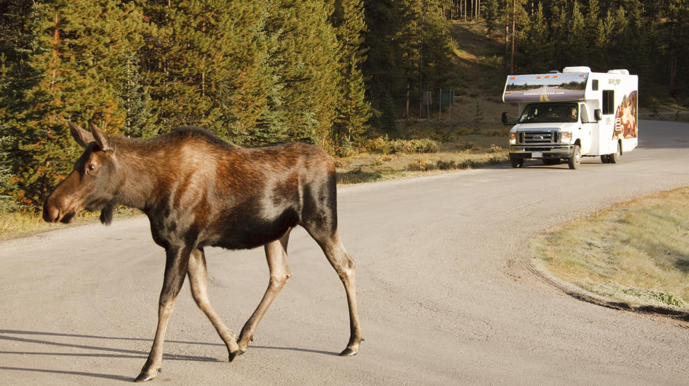 Opplev landets ville dyreliv langs veiene - Bobil i Canada