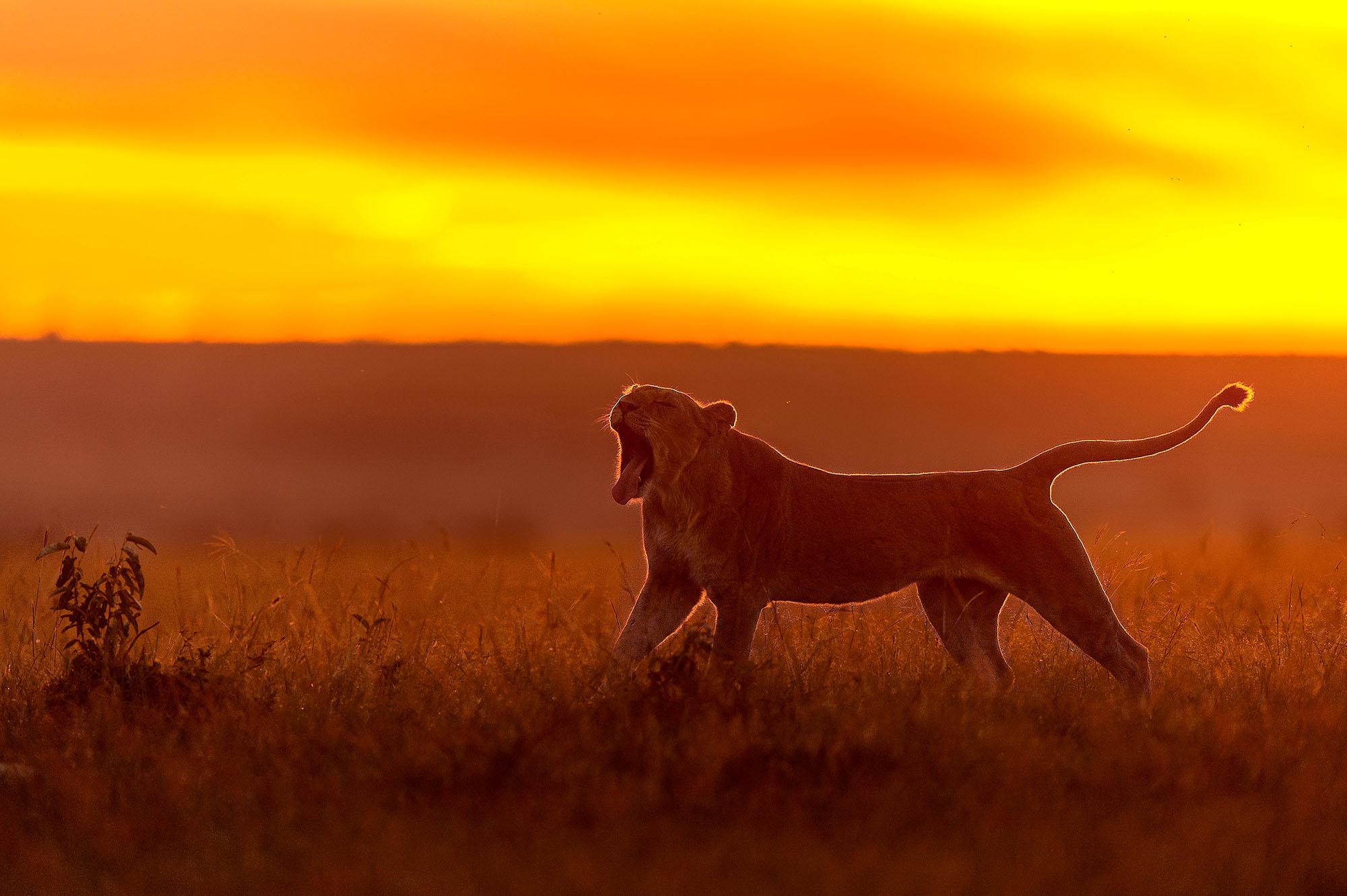 Amboseli er fantastisk!