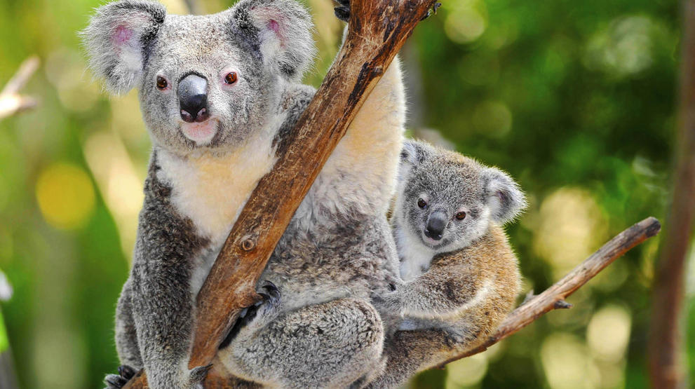 Koalaer oppe i eukalyptustrærne