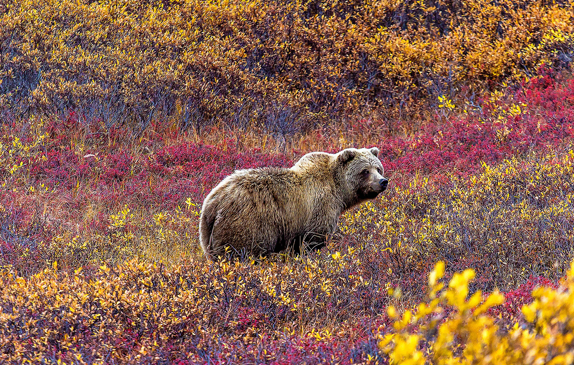 Se de mange grizzlybjørnene i Denali National Park