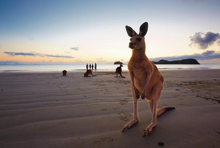 Kom helt tett på de søte kenguruene på Kangaroo Island