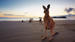Kom helt tett på de søte kenguruene på Kangaroo Island