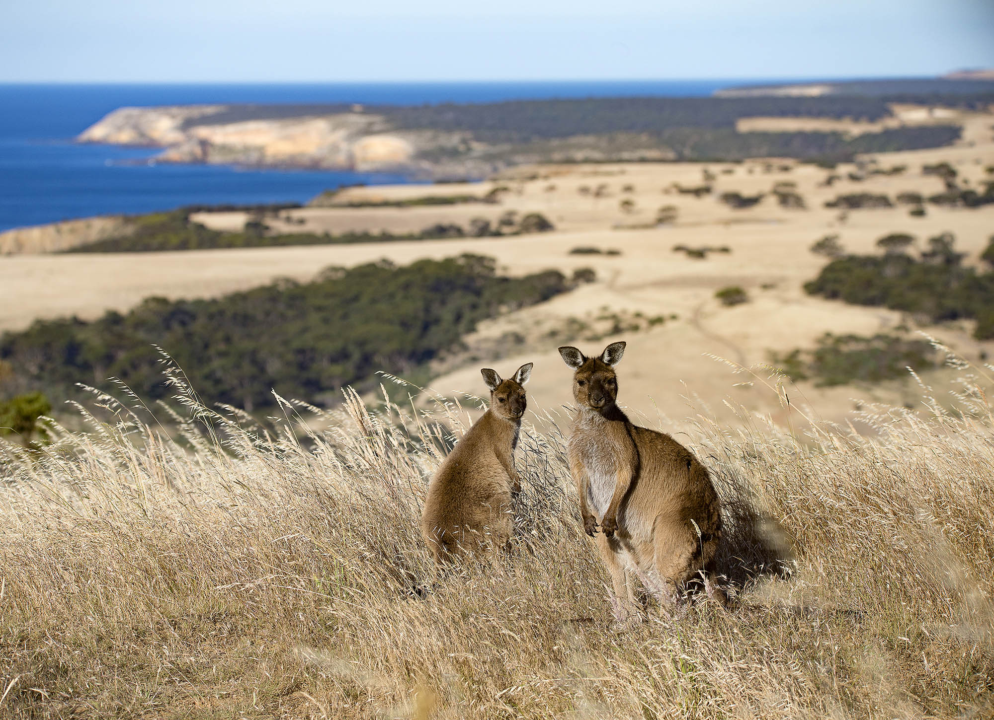 Besøk spektakulære Kangaroo Island for å se de søte pungdyrene