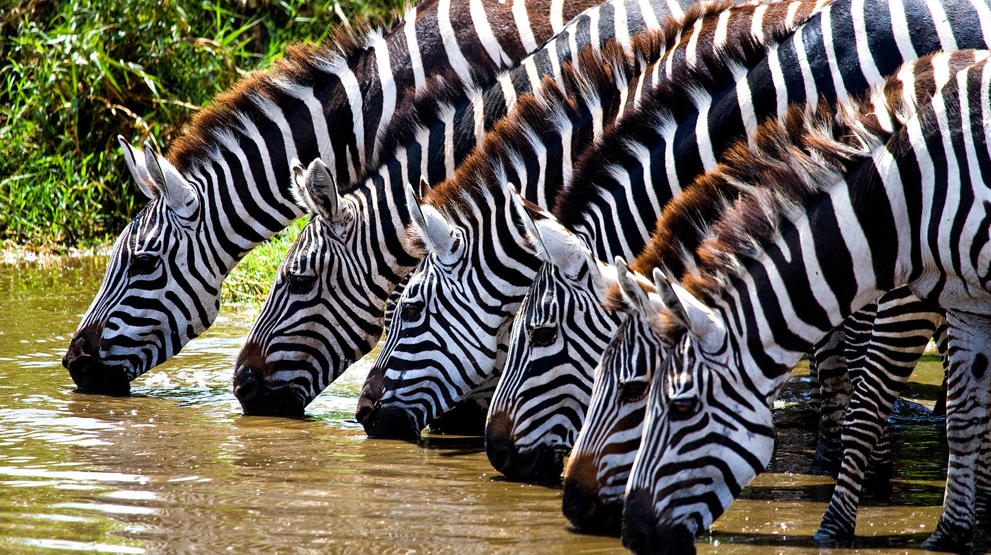 Opplev sebraer - Safari i Afrika