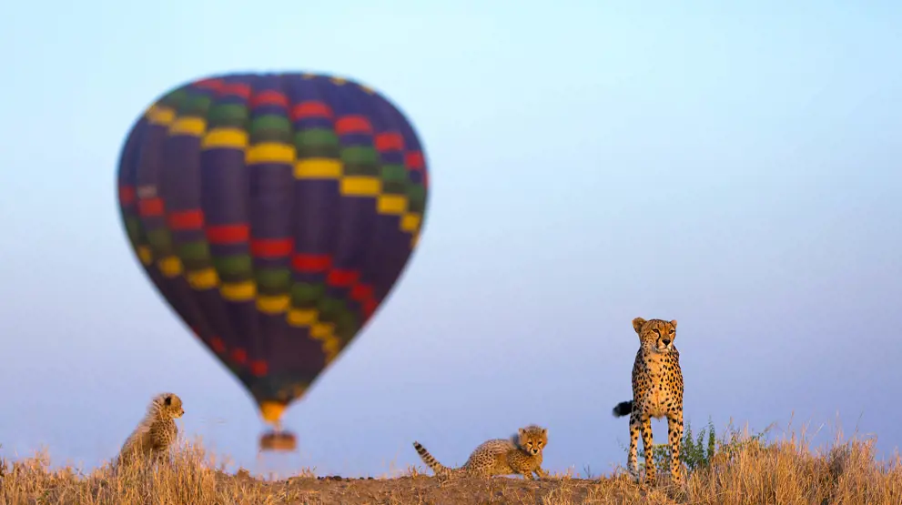 Safari i Serengeti, Tanzania