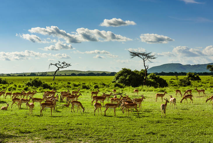 Antiloper på gressletten i Serengeti