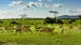 Antiloper på gressletten i Serengeti Antiloper på gressletten i Serengeti