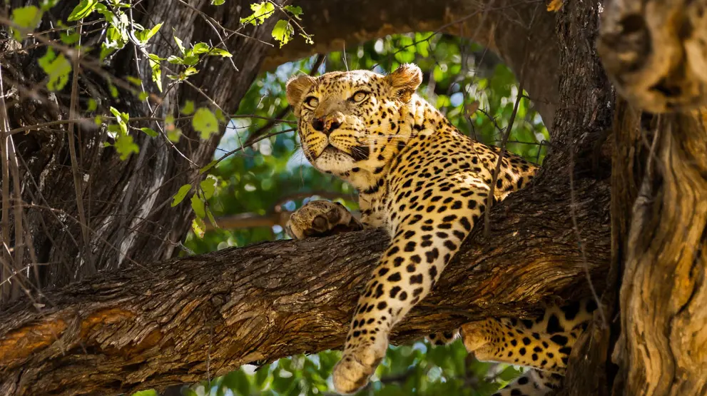 Se opp! Leopardene trives best i trærne