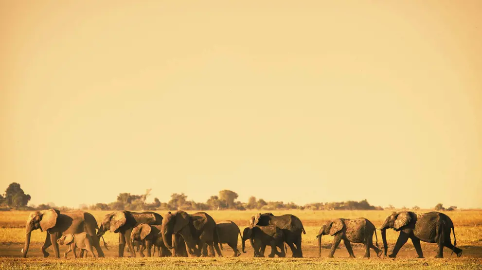 En flokk med elefanter 