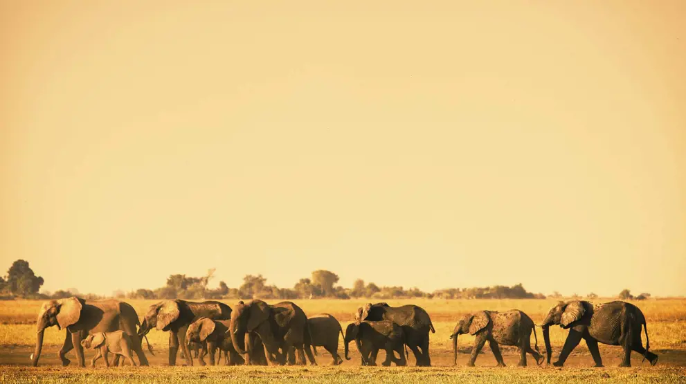 Å se elefanter traske på savannen er en drøm som mange vil oppleve i Afrika