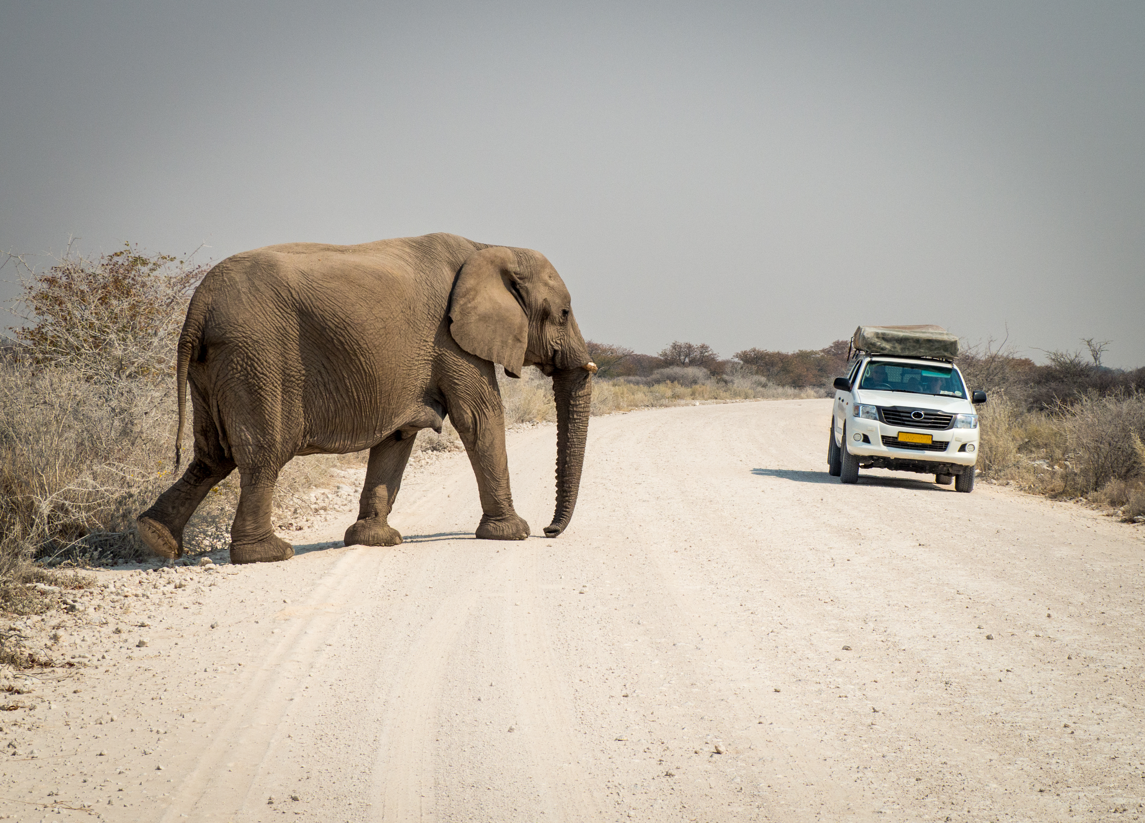 Opplev elefanter på nært hold i Etosha National Park