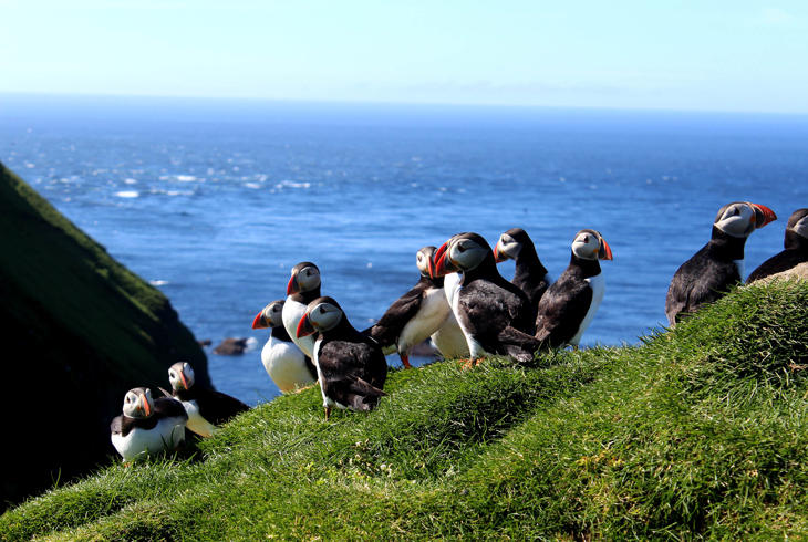 Færøyene byr på et rikt fugleliv