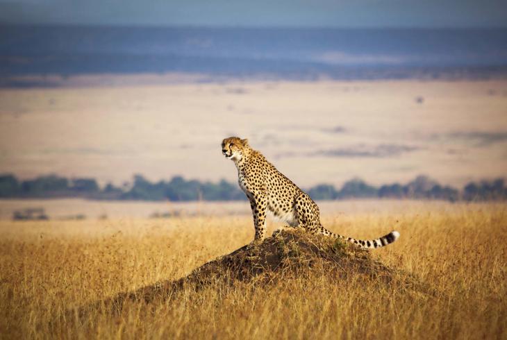 Gepard i Masai Mara - Safari i Kenya