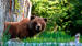 Bjørn i Alaska 