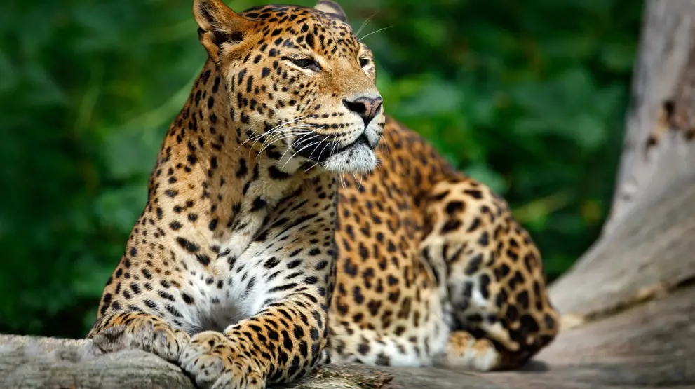 Leopard i Yala National Park