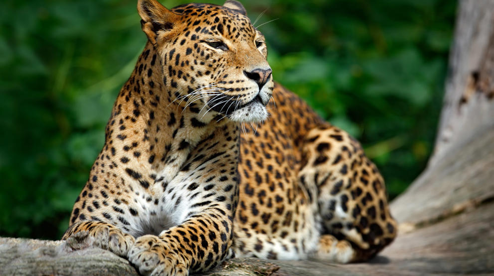 Leopard i Yala National Park - Reiser til Sri Lanka