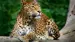 Se verdens største leoparder i Yala National Park