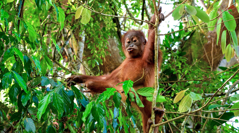 Søt babyorangutang i Sumatra