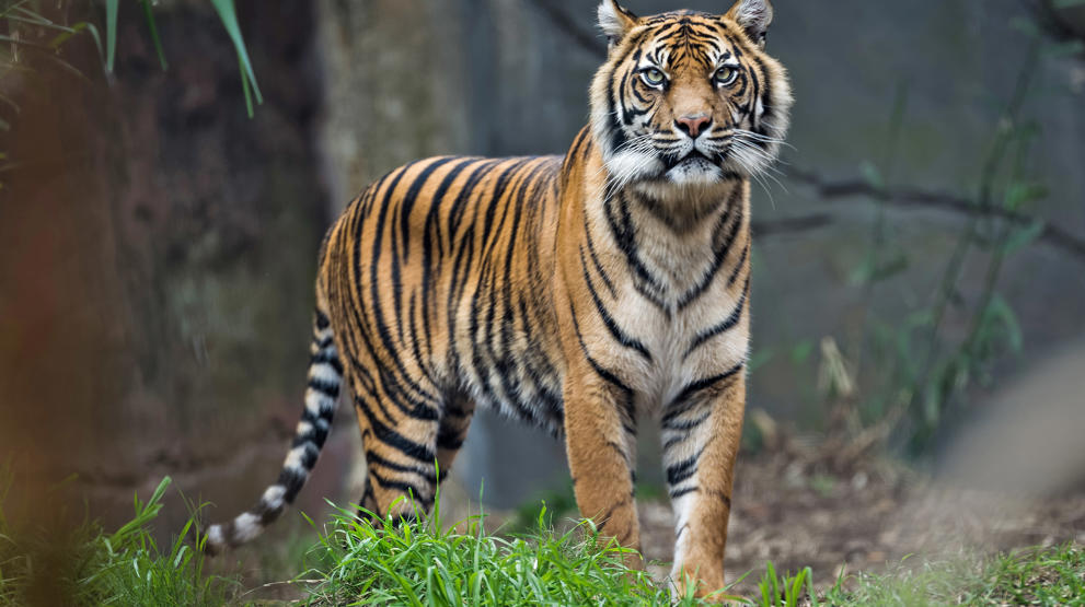 Majestetisk tiger i Sumatra