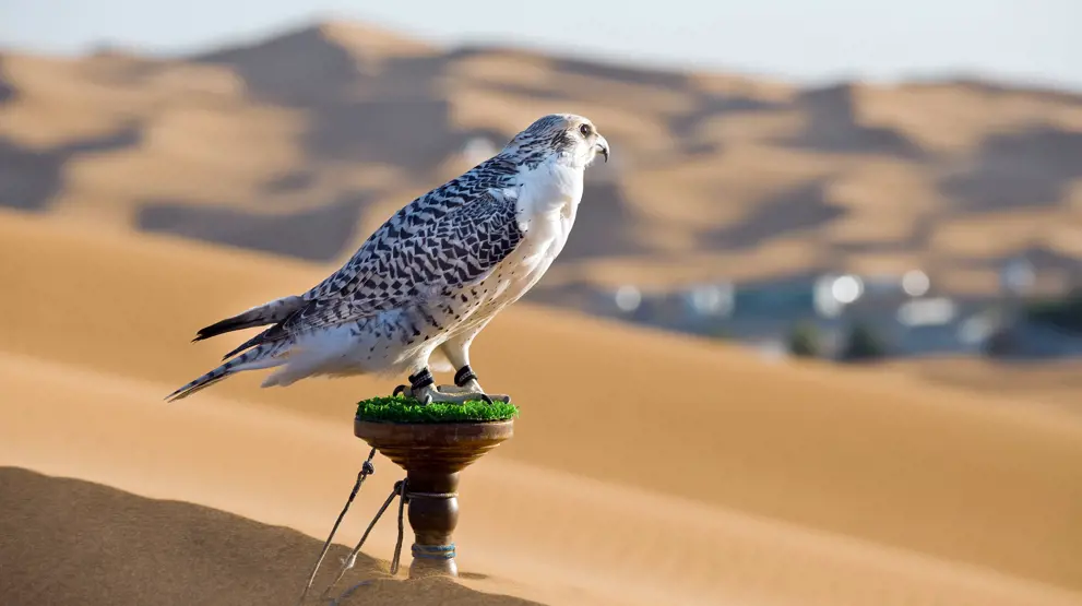 Falken - det nasjonale symbolet i Emiratene 