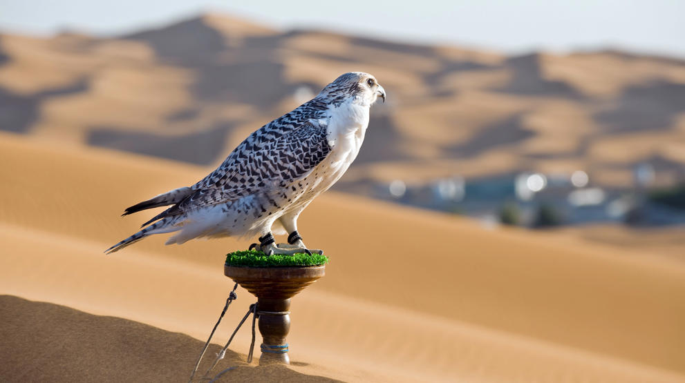Falken - det nasjonale symbolet i Emiratene - Reiser til Emiratene