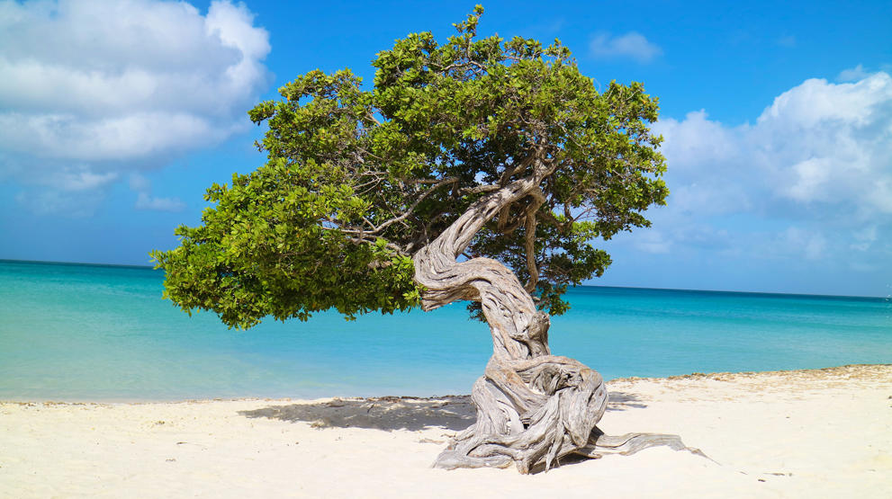 Divi-divi trær på Eagles Beach som alltid vender mot sørvest - Reiser til Aruba