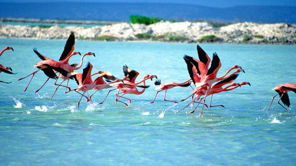 Flamingoer i farta - Reiser til Bonaire. Foto: Bonaire Tourism