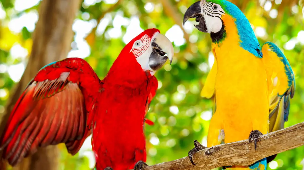 Macaw papegøyer i Punta Cana