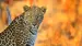 Africa-zimbabwe-hwange-leopard-shutterstock_280322765-CUT